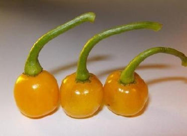 Bode Amarela Pepper Seeds - The Pepper Pantry (Formerly Marie Sharp's)